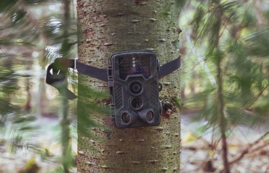 A leggyakoribb hibák a fényképezőcsapdák használatakor, és hogyan kerülhetők el