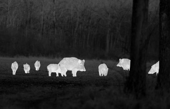 Hogyan válasszunk megfelelő hőkamerát vadászathoz?